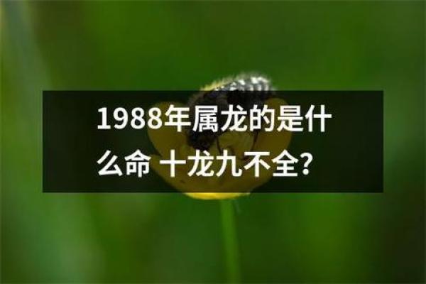 1988年属龙人农历五月幸运数字揭晓