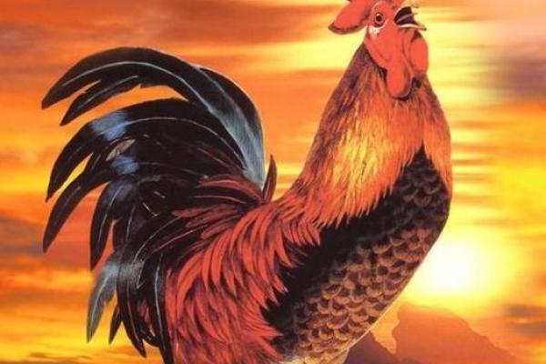 57年属鸡67岁大忌这些禁忌不可忽视 57年属鸡67岁大忌这些禁忌不可忽视