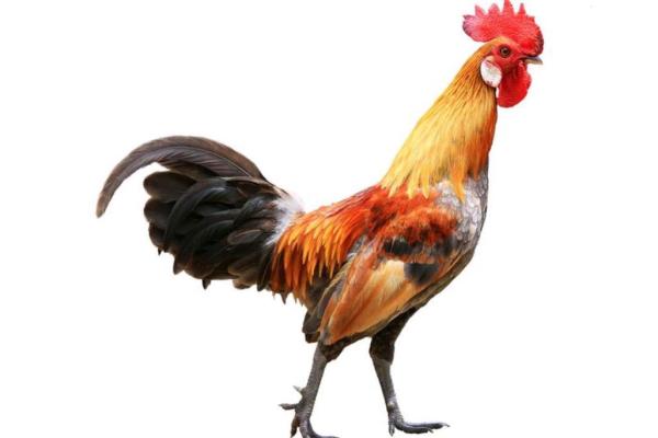 2005属鸡今年运势_2005属鸡运势及运程 2005属鸡今年运势_2005属鸡运势及运程