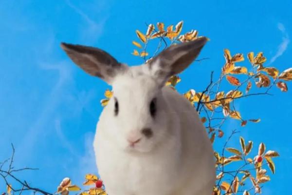 兔几点出生最好命运 最有福的出生时间 兔几点出生最好命运 最有福的出生时间