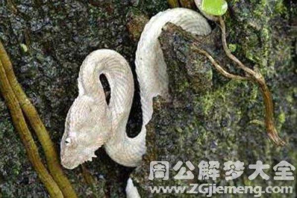 梦见白色的蛇 梦见白色的蛇